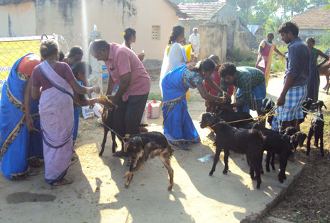 Animal Health Camp using Herbal Preparations