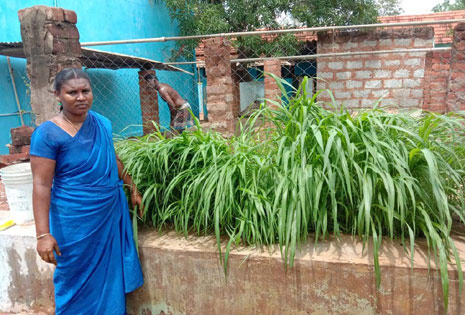 Fodder Cultivation for Goat Rearers, Tamilnadu